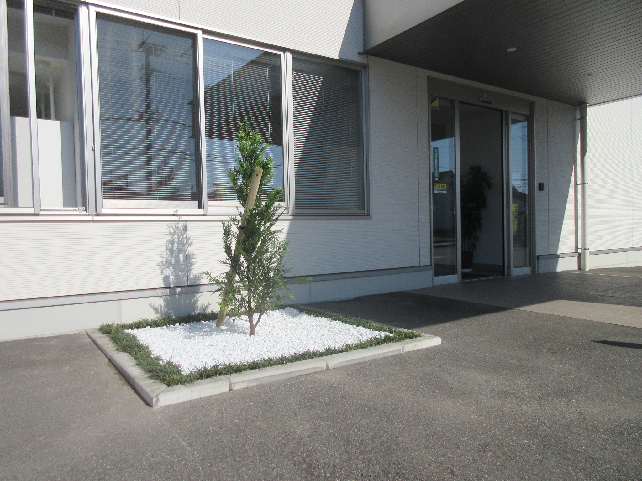 社屋敷地内にシンボルツリーとして『あすなろの木』を植樹しました